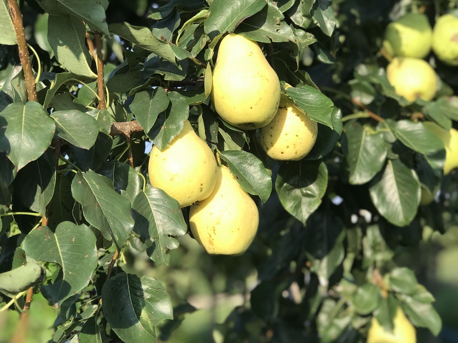 Жовті плоди груші на дереві, фото