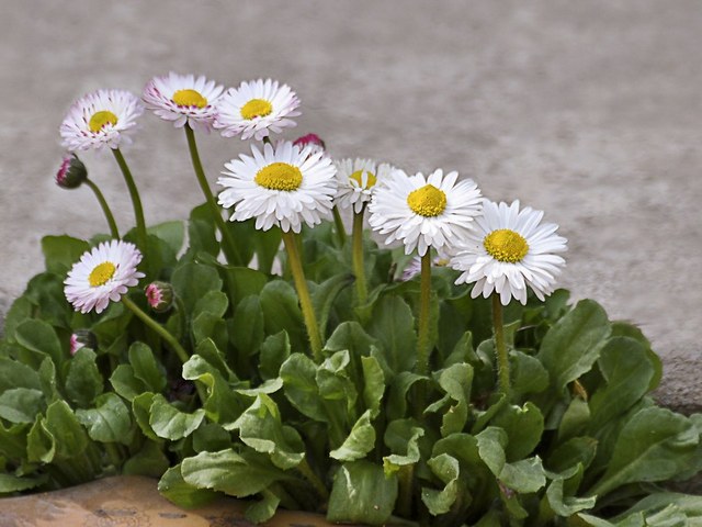 стокротка, чи маргаритка багаторічна (Bellis perennis), білі квіти