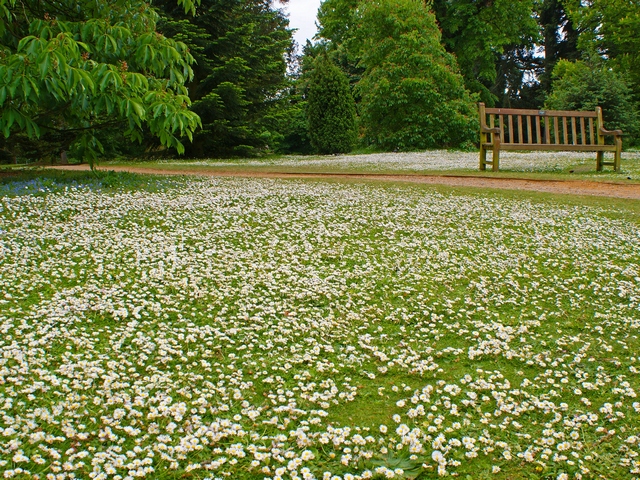 Газон з білими квітами, фото