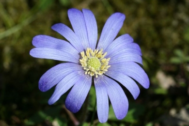 Анемона апеннінська з синіми квітками