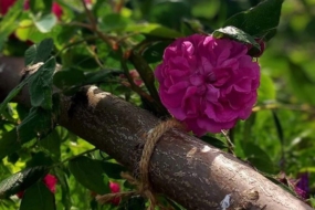 Альтернативні і класичні способи формування троянд у порівнянні