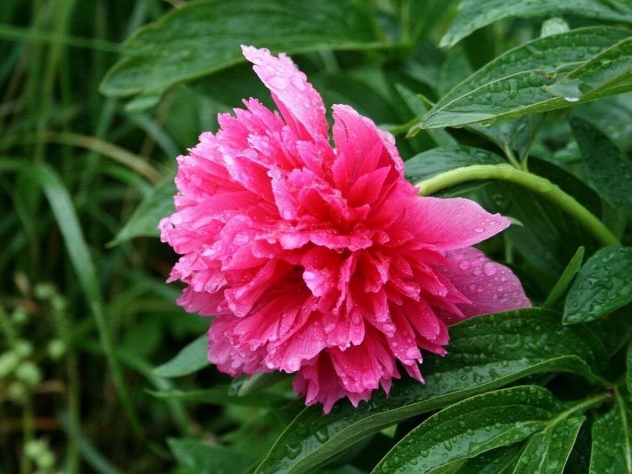 Квітка півонії рожевої