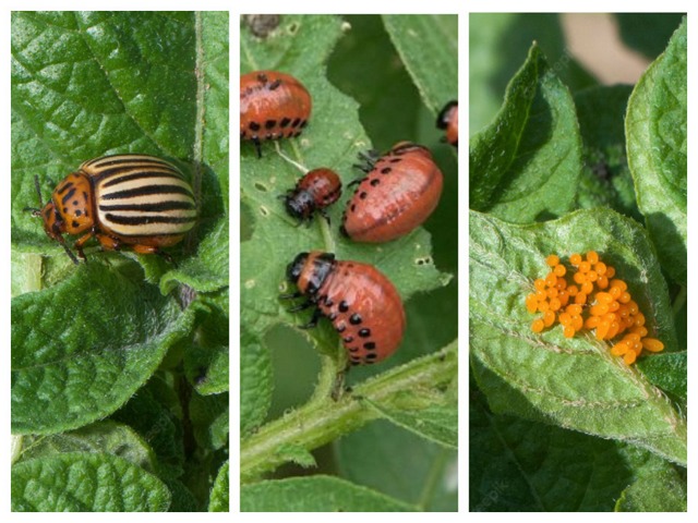 Імаго, личинки і яця колорадського жука, фотоколлаж
