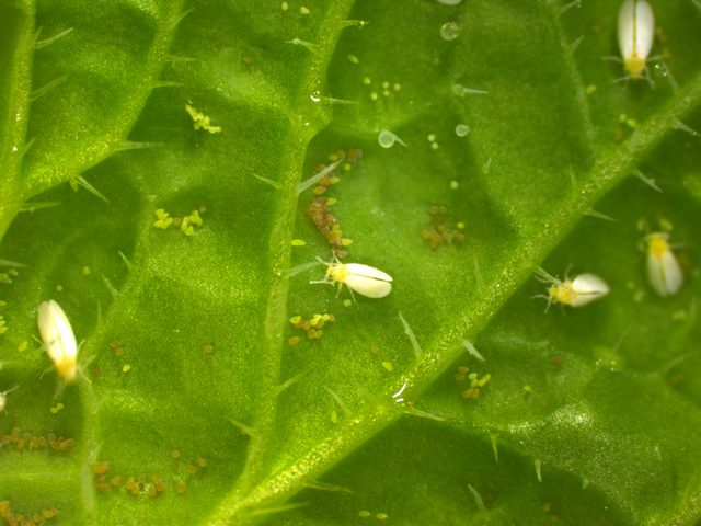 Білокрилка капустяна (Aleyrodes proletella), фото