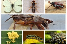 Шкідливі комахи України і їх личинки