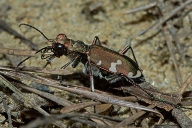 Жук-скакун, фото корисної комахи