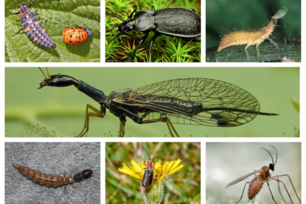 Корисні комахи і їх личинки в саду — ентомофаги