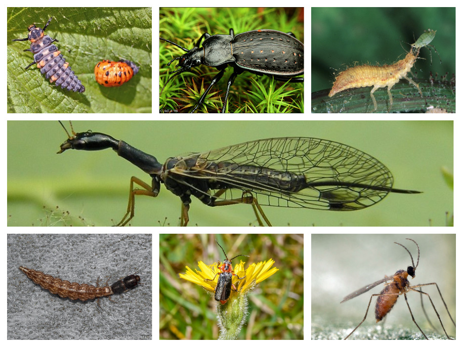 Ентомофаги, корисні комахи, фото