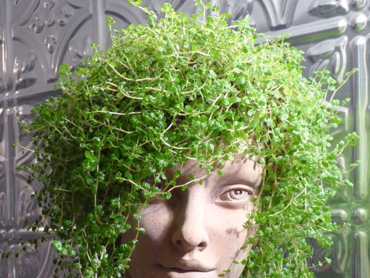 Солейролія - зачіска для кашпо у формі голови, фото
