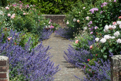 Англійський сад, фото