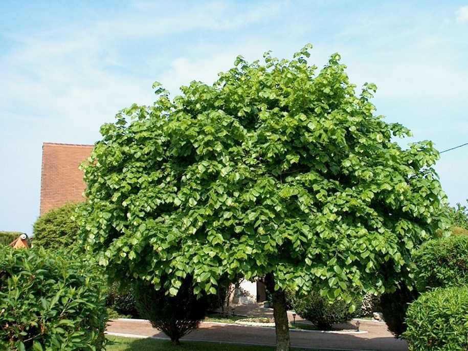 Липа — дерево для саду