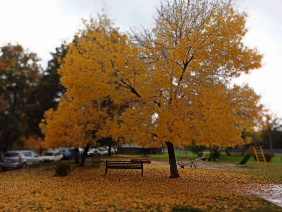 Дерево ясен з жовтим листям