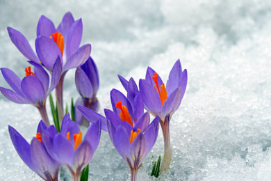 Квіти крокусів і сніг