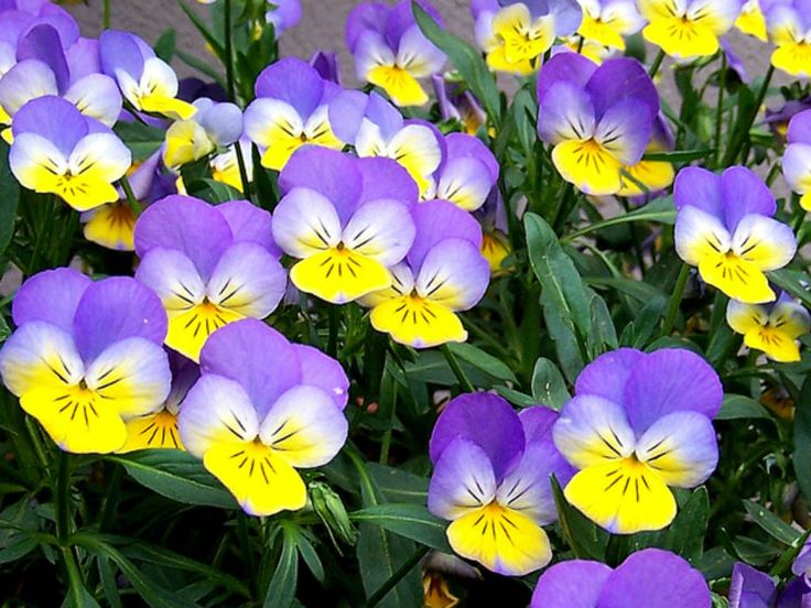 Фіалки триколірні (Viola tricolor)