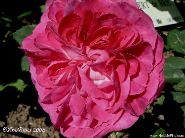 Троянда Robert de Brie