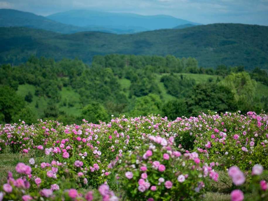 Трояндова долина в Закарпатті — дамаські троянди і гори