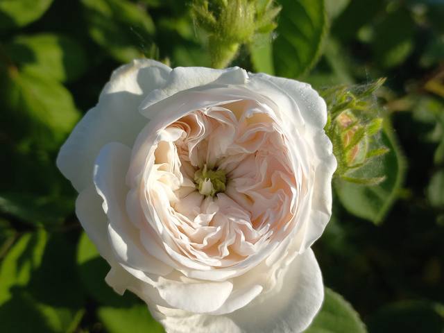 Троянда «Мадам Арді»