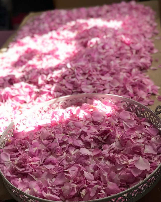 Рожеві пелюстки троянд