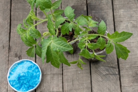 Мідний купорос — формула, застосування в садівництві