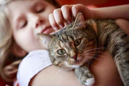 10 порід котів, які люблять дітей 
