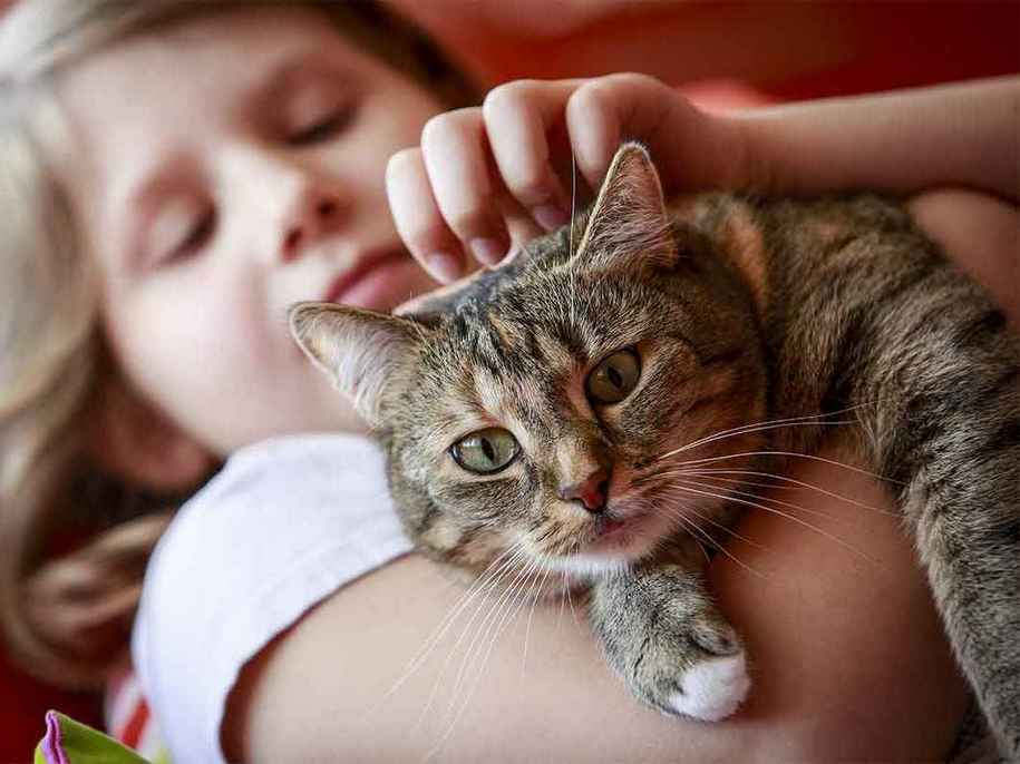 Породи котів, які люблять дітей