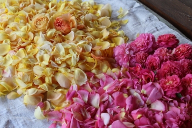 Пелюстки троянд на варення