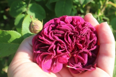 Квітка троянди Mortalisatis в повному розпуску