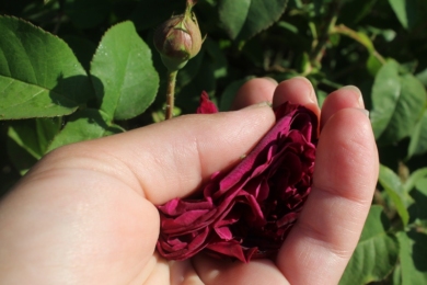 Квітка троянди Mortalisatis в руках садівника