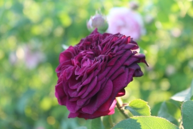 Галльська троянда Mortalisatis