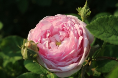 Галльська троянда Duchesse de Montebello