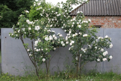 Троянда Alba Maxima - кущ в квітах