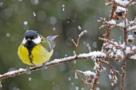 Які птахи зимують в Україні