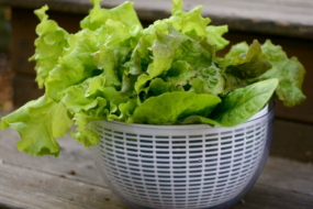 Зелень для салатів — топ-10 листових овочів