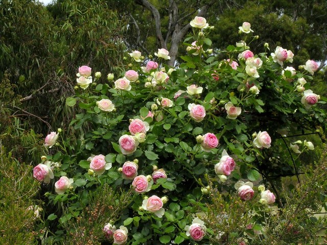 Безшипна троянда П'єр де Ронсар