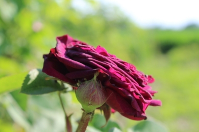 троянда «Морталісатіс»