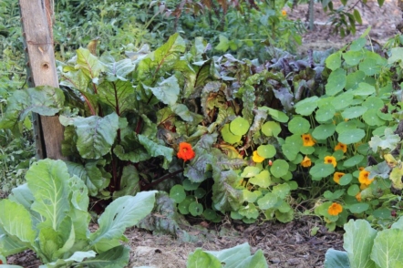 Плануємо посіви — обираємо найкращі овочі сусіди на городі 