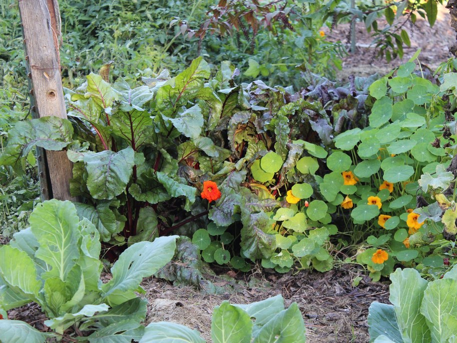 Найкращі овочі сусіди на городі 