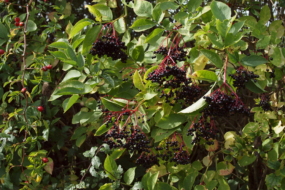 Бузина чорна (Sambucus nigra)