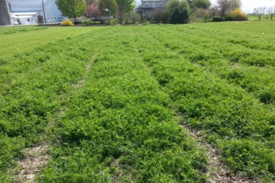 Сайт про дім, сад, город без турбот
