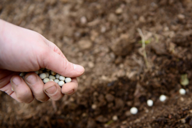 Сайт про дім, сад, город без турбот