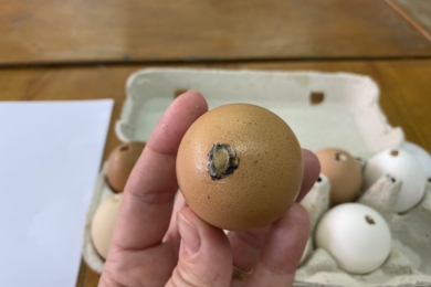 Підготовка яйця під розпис писанки