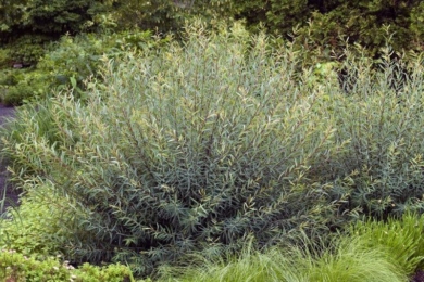Іва пурпурна «Нана» (Salix purpurea 'Nana'), фото