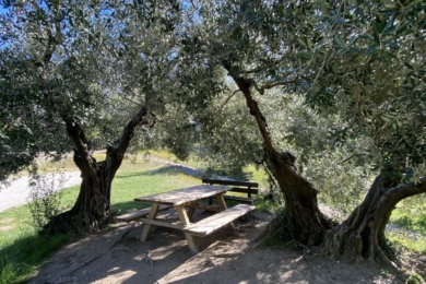 Стіл і лави під деревами олив