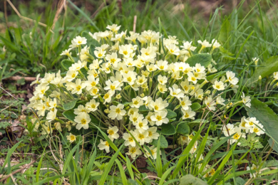 Примула звичайна (Primula vulgaris), фото