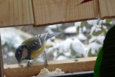 Годівничка для птахів на вікні