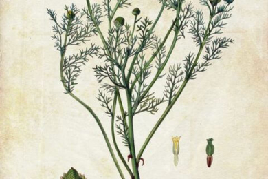 Ромашка запашна, або зелена без’язичкова (Matricaria discoidea, Artemisia matricarioides, Chamomilla suaveolens, Matricaria matricarioides, Matricaria suaveolens, Buchenau, Santolina suaveolens), фото