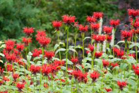 Монарда (Monarda). © Scott Weber