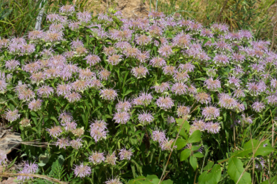 Монарда трубчаста (Monarda fistulosa), фото