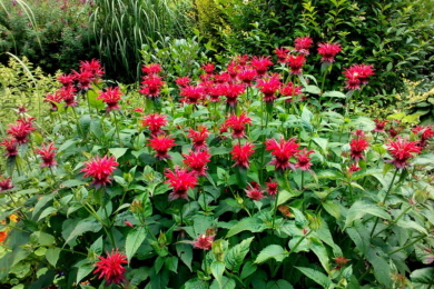 Монарда двійчаста (Monarda didyma), фото