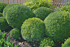 Самшит (Buxus) — декоративні чагарник для ландшафтного дизайну. © scherngell